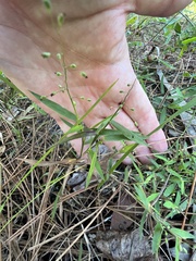 Dichanthelium patulum