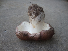 Russula