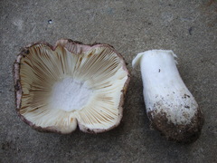 Russula
