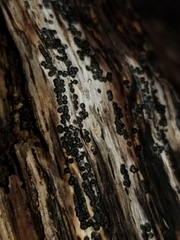 Rosellinia subiculata