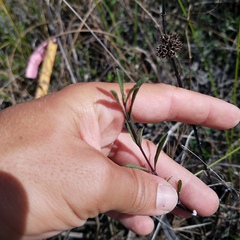 Melanthera angustifolia