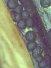 Rosellinia subiculata