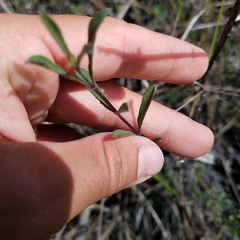 Melanthera angustifolia