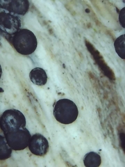 Rosellinia subiculata