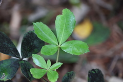 Pseudopanax colensoi