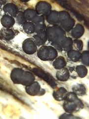 Rosellinia subiculata