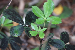 Pseudopanax colensoi