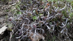 Petrosedum amplexicaule