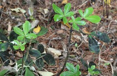 Pseudopanax colensoi