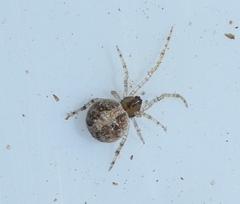 Simitidion