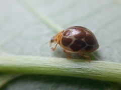 Coccinellidae