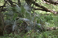 Trithrinax campestris