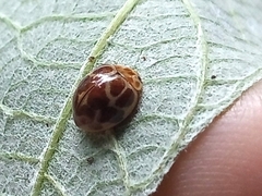 Coccinellidae