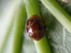 Coccinellidae