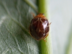 Coccinellidae