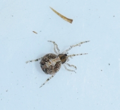 Simitidion