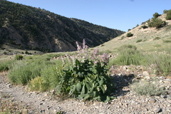 Salvia sclarea