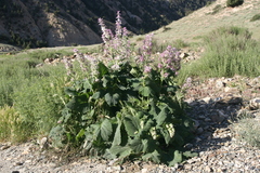 Salvia sclarea