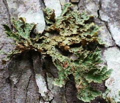 Yarrumia colensoi
