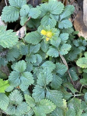 Potentilla indica