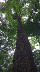 Machaerium nyctitans