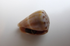 Conus mus