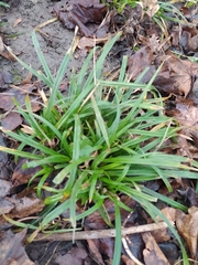 Carex sylvatica
