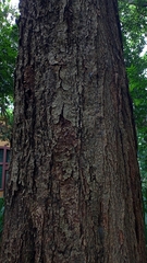 Machaerium nyctitans