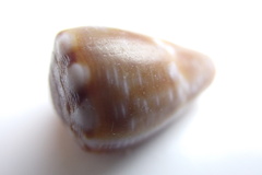 Conus mus