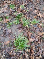 Carex sylvatica