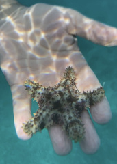 Oreaster reticulatus