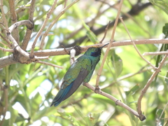 Colibri coruscans