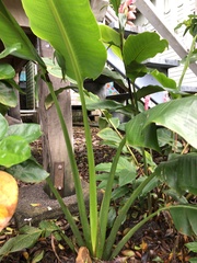 Ravenala madagascariensis