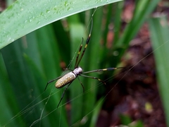 Trichonephila clavipes