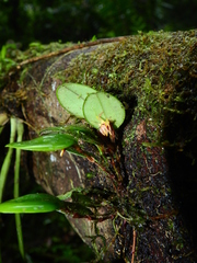 Trichosalpinx orbicularis