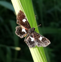 Calydna sturnula