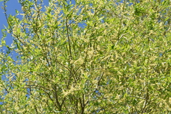 Salix euxina