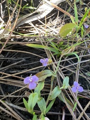 Murdannia nudiflora