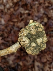 Callirhytis quercuspunctata