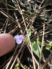 Murdannia nudiflora
