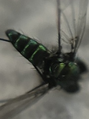 Condylostylus armipes