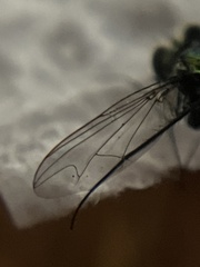 Condylostylus armipes