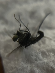 Condylostylus armipes