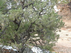 Pinus monophylla