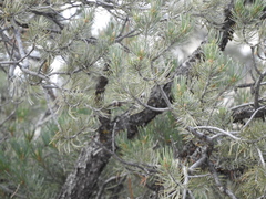 Pinus monophylla