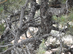 Pinus monophylla