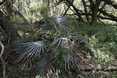 Trithrinax campestris