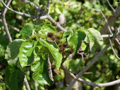 Entelea arborescens