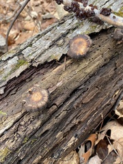 Lentinus brumalis