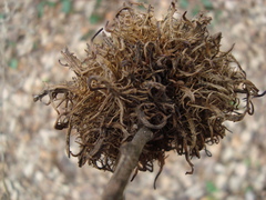 Andricus caputmedusae